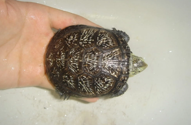 澤龜飼養溫度 澤龜飼養溫度