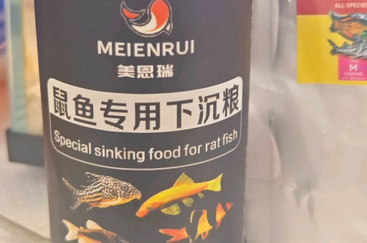 鼠魚飼料完整指南：從基礎到專業的選擇與餵食技巧