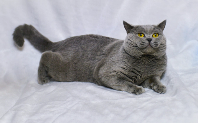 美國短毛貓英國短毛貓比較