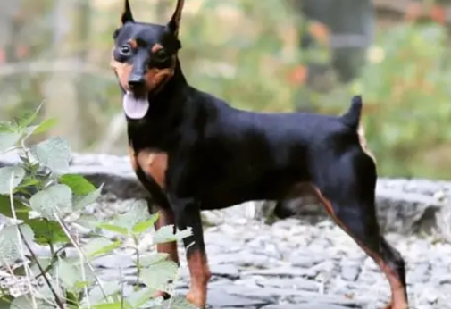 如何延長迷你杜賓壽命