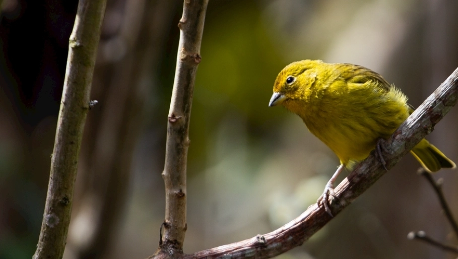 野生金絲雀 飼養