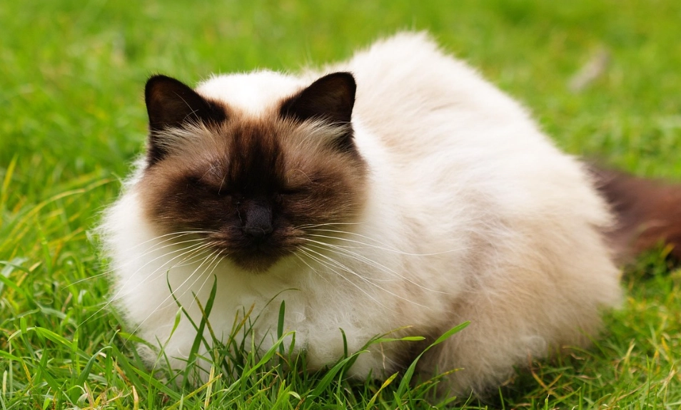 如何延長喜馬拉雅貓壽命