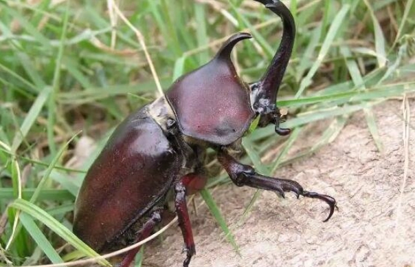 冷凍獨角仙注意事項