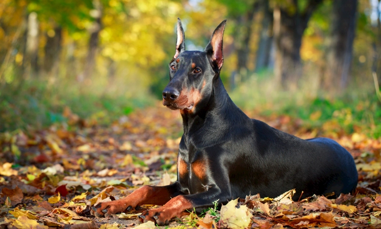 杜賓身高測量 杜賓身高測量