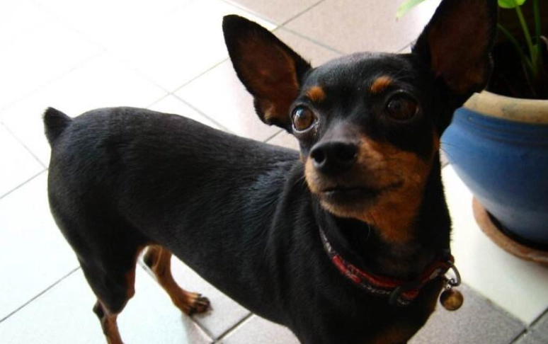 迷你杜賓犬缺點 迷你杜賓犬缺點