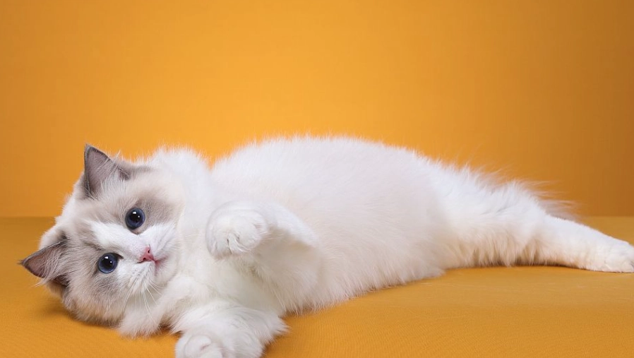 布偶貓 飼養 布偶貓 飼養