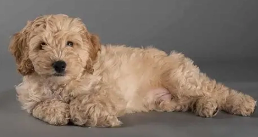 可卡布飼養技巧