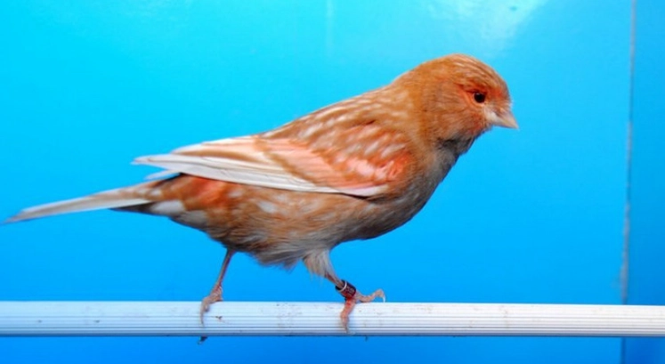 金絲雀叫聲意義