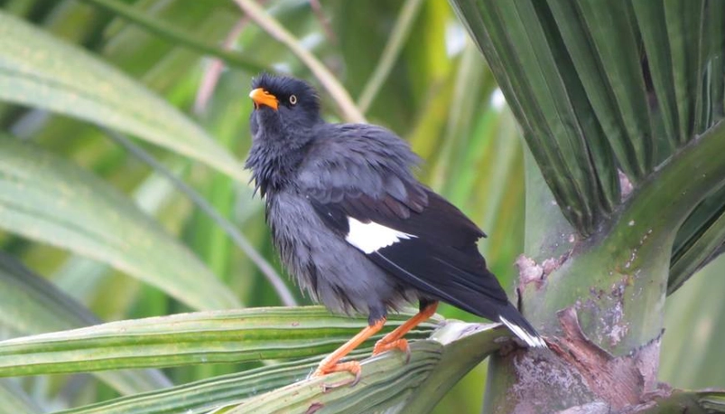 白尾八哥模仿能力