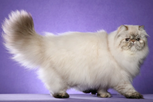 喜馬拉雅貓 性格 喜馬拉雅貓 性格