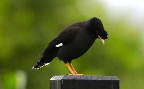 白尾八哥說話訓練