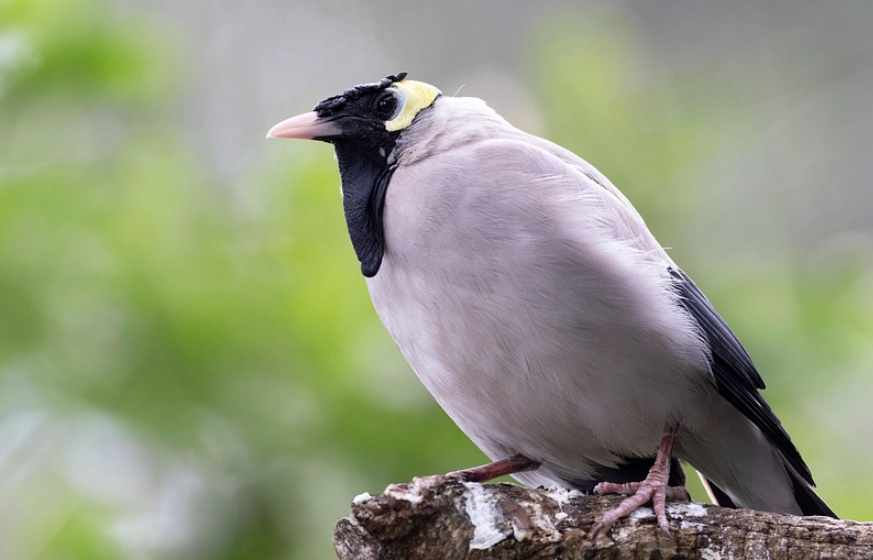 八哥鳥白色變異