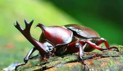 甲蟲壽命延長