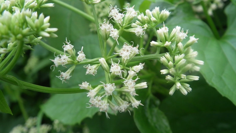 外來種防治方法