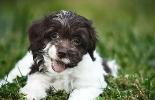 可卡布犬品種 可卡布犬品種