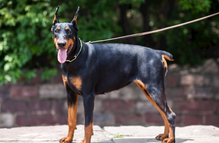 杜賓犬標準身高 杜賓犬標準身高