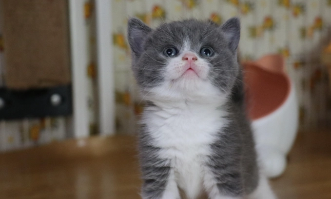 美國短毛貓英國短毛貓比較