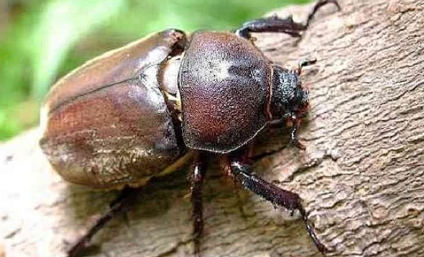 獨角仙幼蟲照顧