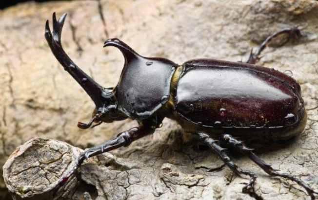 獨角仙冷凍方法