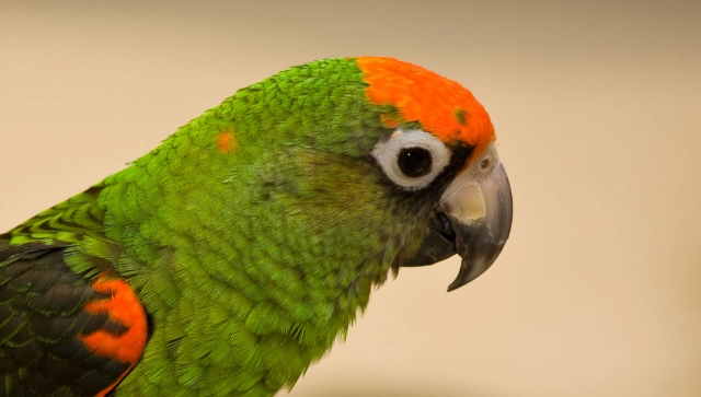 小賈丁鸚鵡飼養