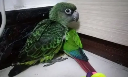 小賈丁鸚鵡價格