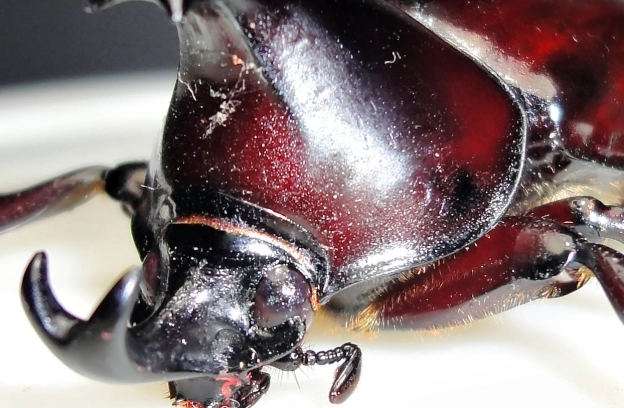 獨角仙成長階段