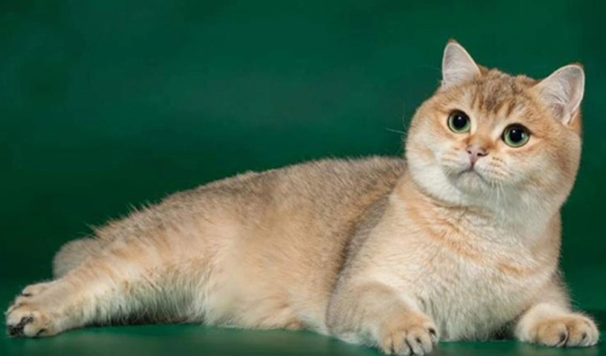 美國短毛貓英國短毛貓哪個好