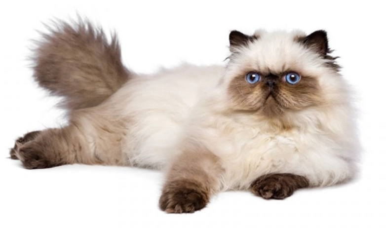 喜馬拉雅貓毛色變化