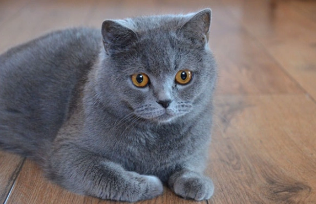 美國短毛貓英國短毛貓哪個好