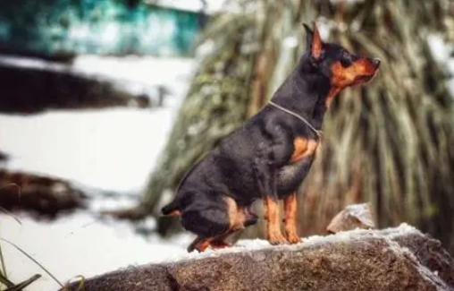 如何延長迷你杜賓壽命