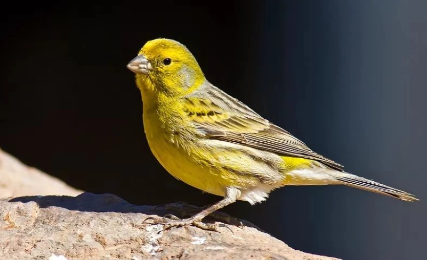 金絲雀飼養叫聲