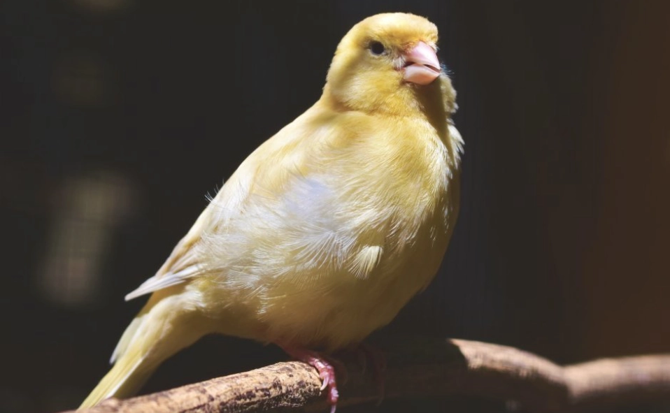 金絲雀飼養叫聲