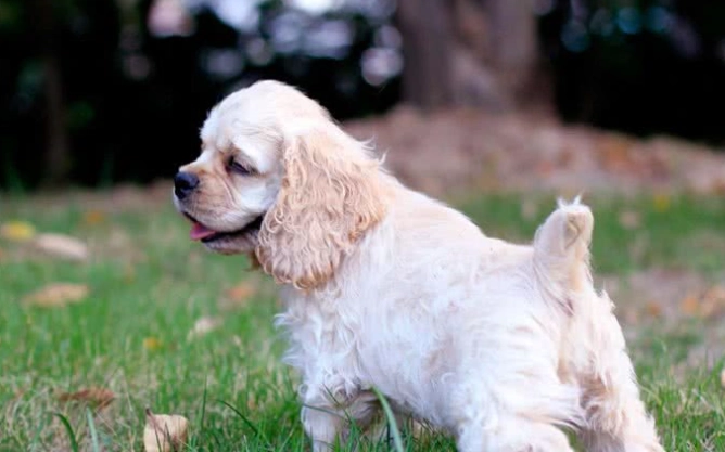 可卡布犬品種 可卡布犬品種