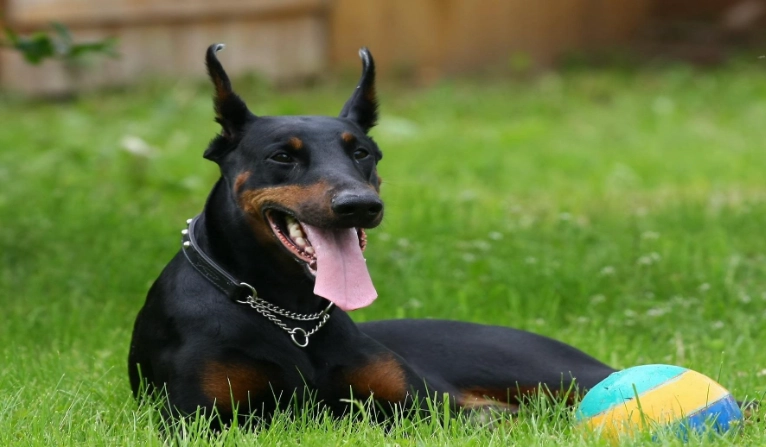 杜賓身高測量 杜賓身高測量