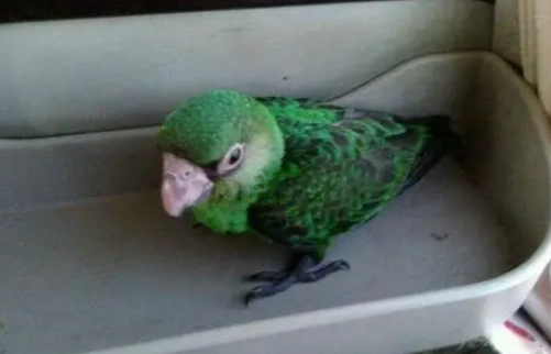 小賈丁鸚鵡飼養