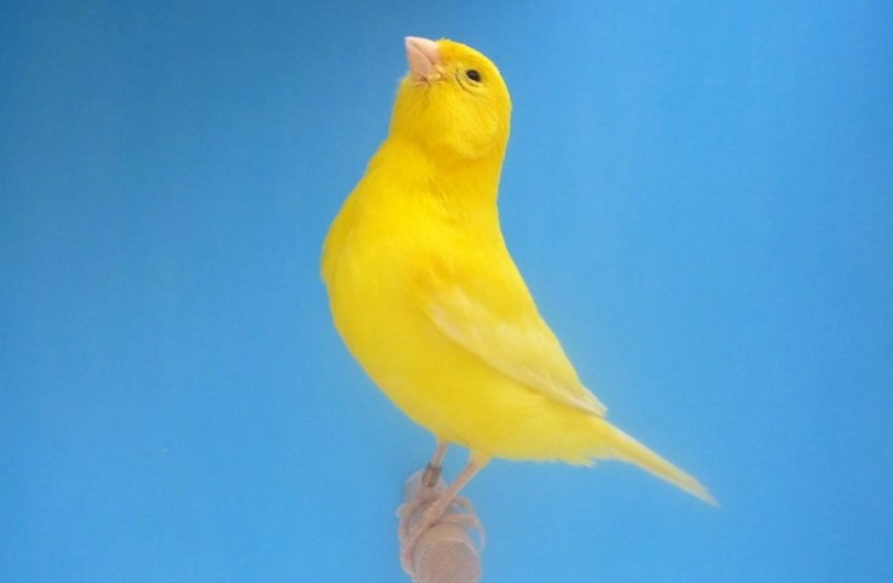 金絲雀叫聲意義