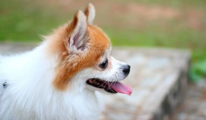 博美犬飼養問題