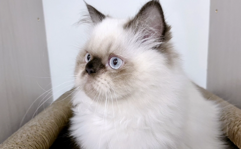 喜馬拉雅貓健康問題