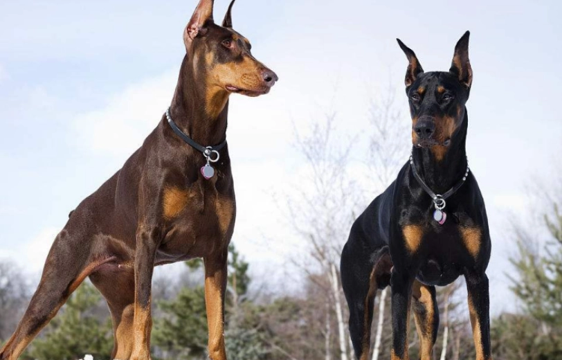 杜賓犬標準身高 杜賓犬標準身高