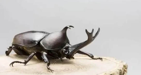 獨角仙飼養方法