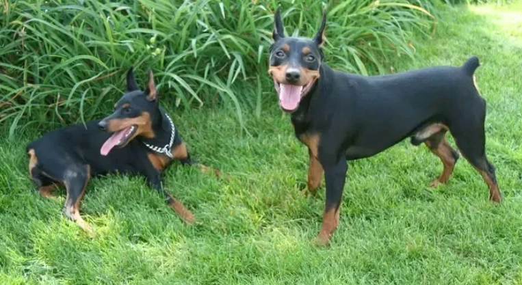 迷你杜賓掉毛原因