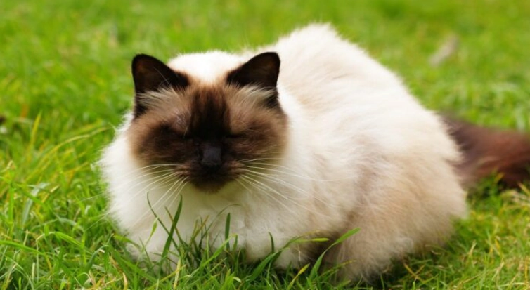 喜馬拉雅貓平均壽命