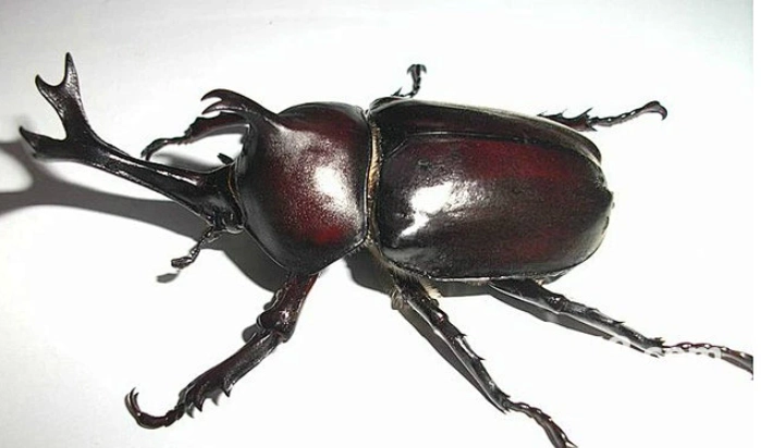 獨角仙角斷掉處理