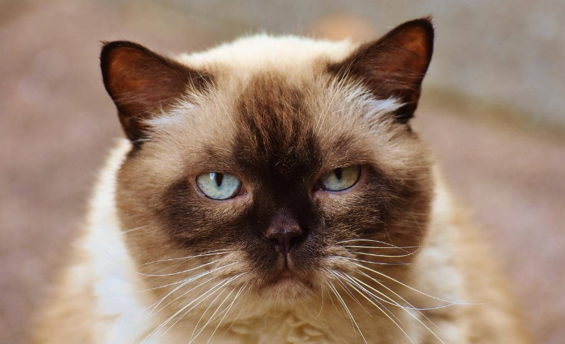 喜馬拉雅貓毛色變化