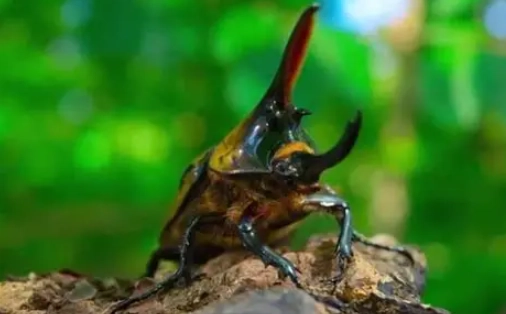 獨角仙角斷裂原因