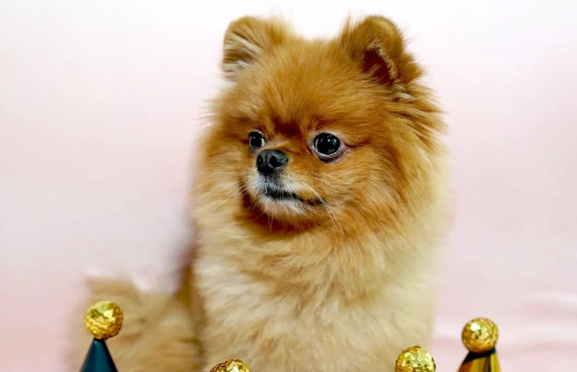 小型犬缺點分析