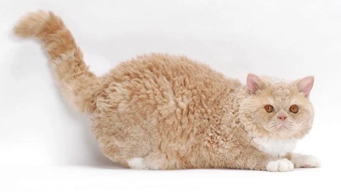 塞爾凱克貓掉毛原因