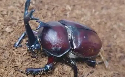 獨角仙冷凍方法