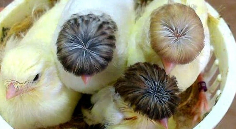 金絲雀飼養方法