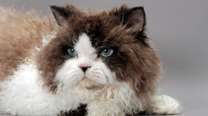 捲毛貓領養注意事項